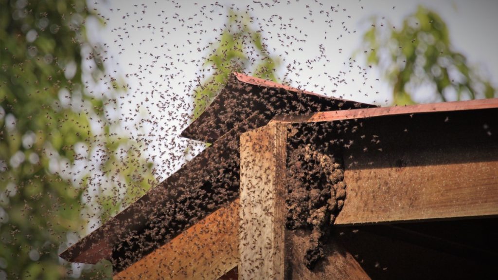 bee swarm around hive