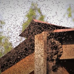 bee swarm around hive
