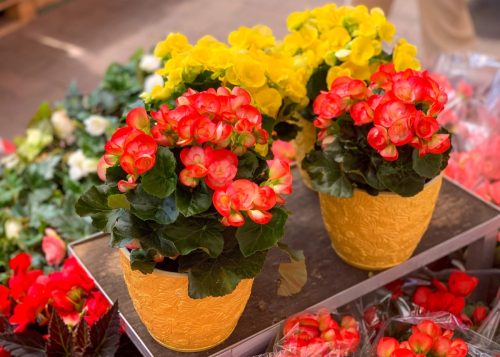 potted begonias