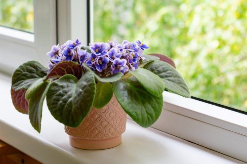 african violet on windowsill