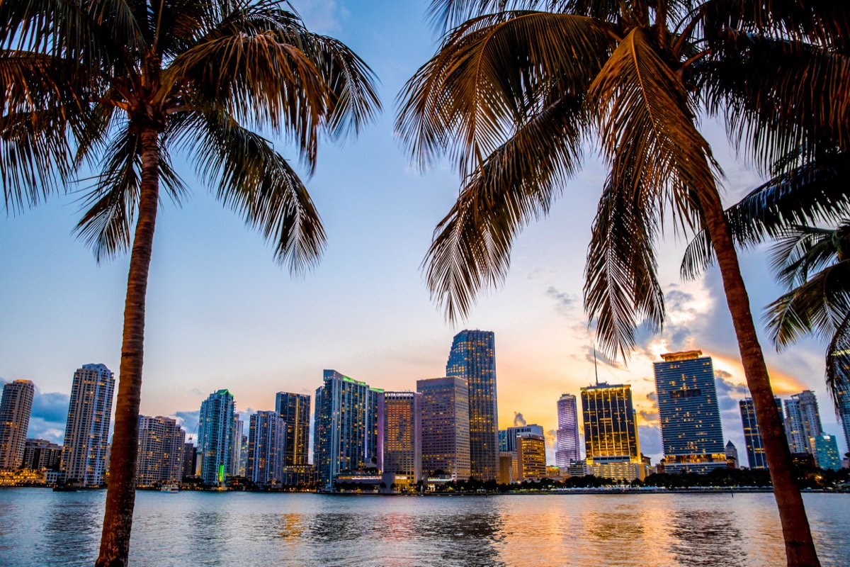 miami beach skyline with palm trees in the foreground