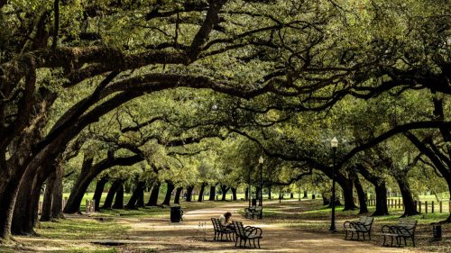 trees in a park in houston texas