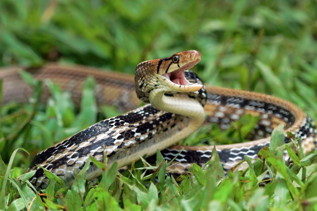 Một con rắn Trinket đầu đồng sẵn sàng tấn công trên bãi cỏ