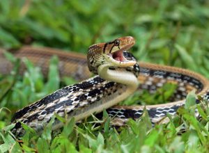 Copper-headed Trinket Snake ready to attack in the grass