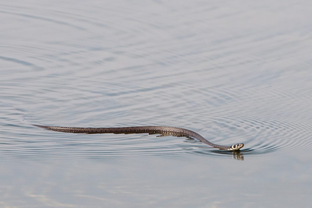 A snake swimming across a lake