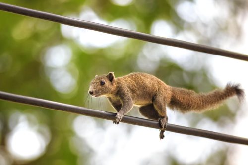 squirrel climbing on electrical cables