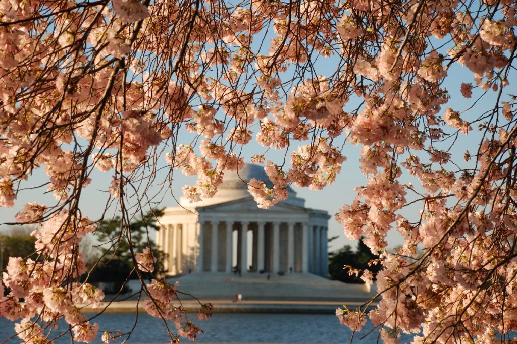 Cherry Blossom trees in bloom with Thomas Jefferson Memorial in the distance.