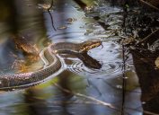 A water moccasin snake sitting in a body of water