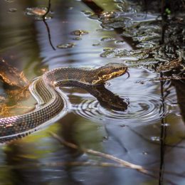 A water moccasin snake sitting in a body of water