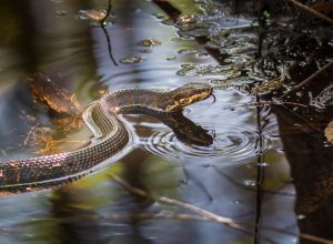 A water moccasin snake sitting in a body of water