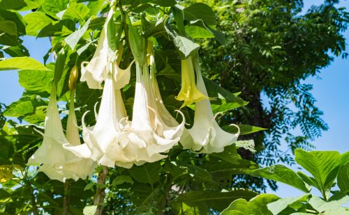 Close up of white flowers on a Datura plant