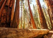 Người phụ nữ đi bộ đường dài ở Vườn quốc gia Sequoia.
