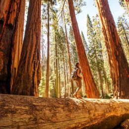 Woman hiking in Sequoia National Park.