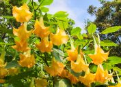 Close up of yellow flowers on a Datura plant on a sunny day