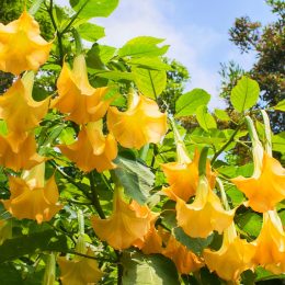 Close up of yellow flowers on a Datura plant on a sunny day