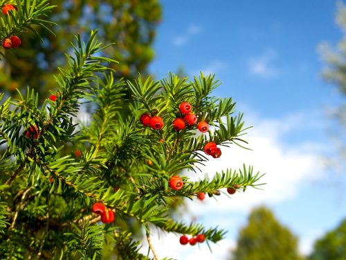 Close up of red berries on a Yew plant on a sunny day