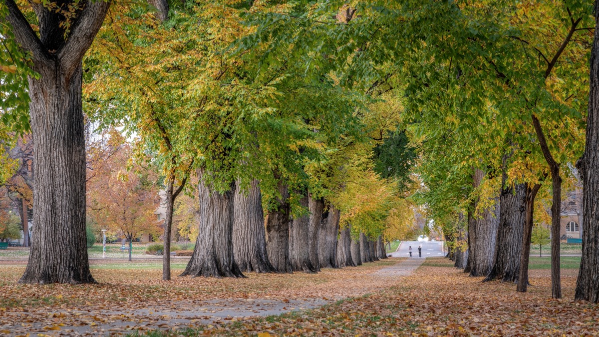 Alley with old American elm trees - the Oval at Colorado State University campus in autumn colors