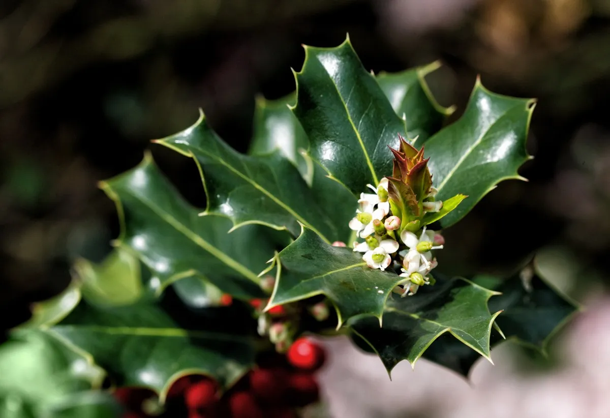 A closeup of the leaves and flowers of an American Holly tree in bloom. The floweers will become red berries in winter.
