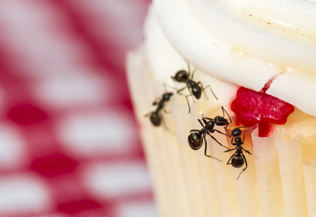 5 Surprising Things Attracting Ants Into Your House Best Life