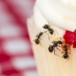 Ants Crawling on a Cupcake