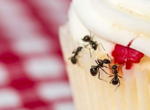 Ants Crawling on a Cupcake