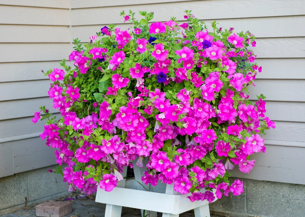 The 5 Best Potted Plants for Your Front Porch — Best Life