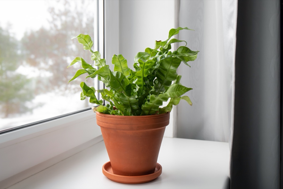 Cây trồng trong nhà Dương xỉ tổ chim hoặc Asplenium nidus một giống mới có tên là Crispy Wave trồng trên bậu cửa sổ trong nhà vào ban ngày.