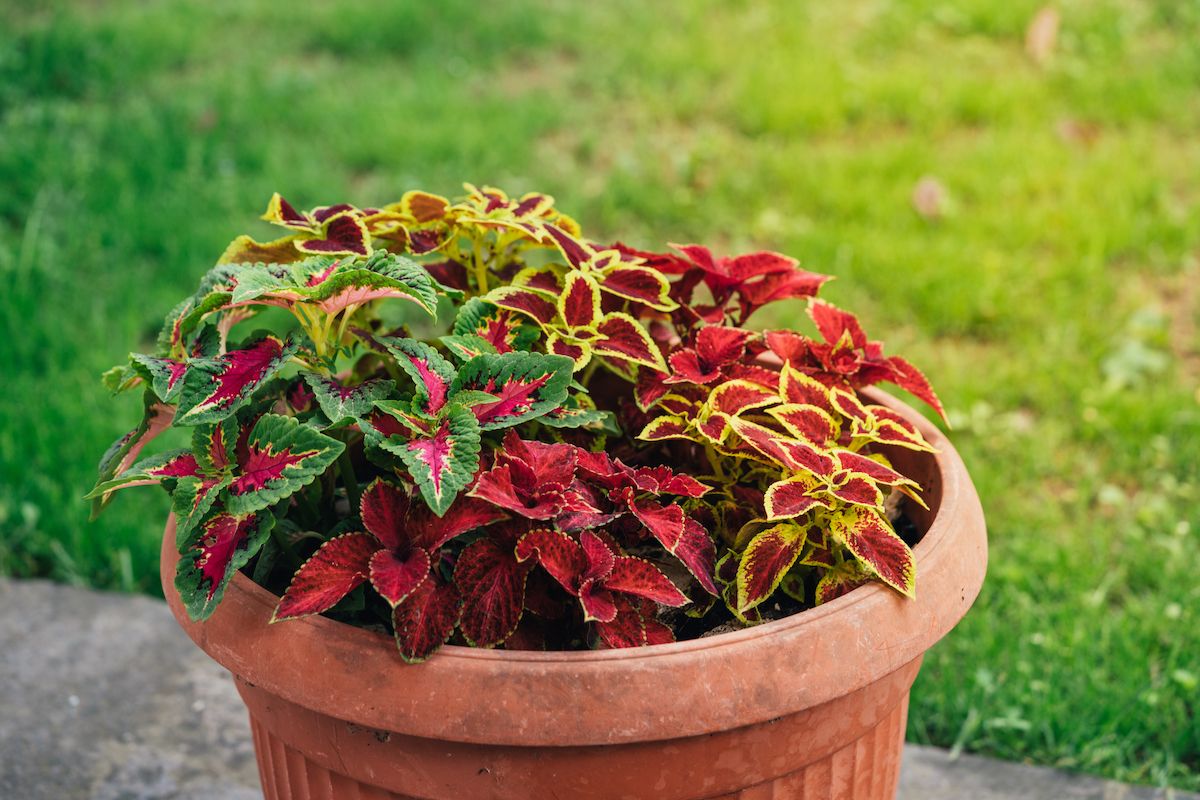 The 5 Best Potted Plants for Your Front Porch — Best Life