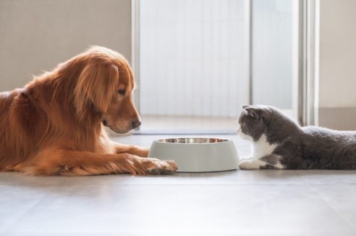 Chó và mèo nhìn chằm chằm vào bát thức ăn