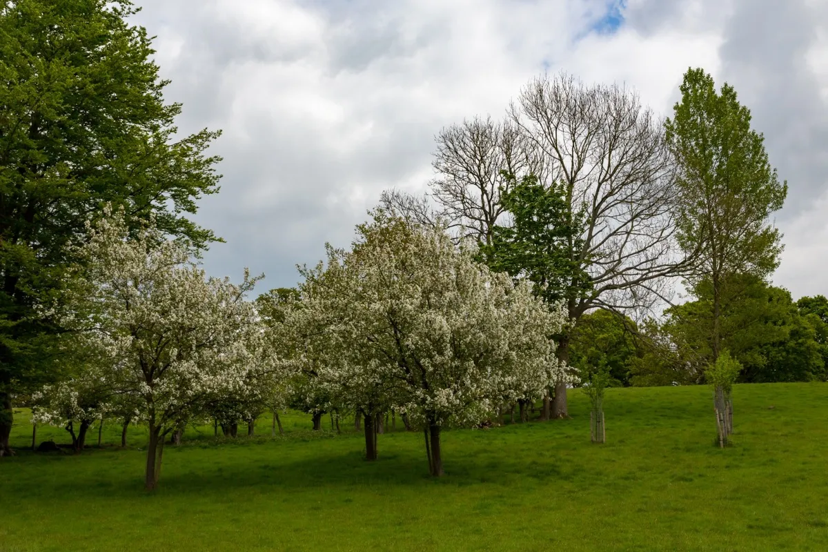 Field of dogwood trees in blossom during spring