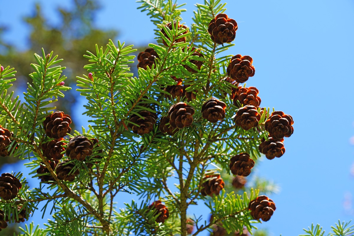 Small pinecones on branches of a Hemlock pine tree (tsuga)