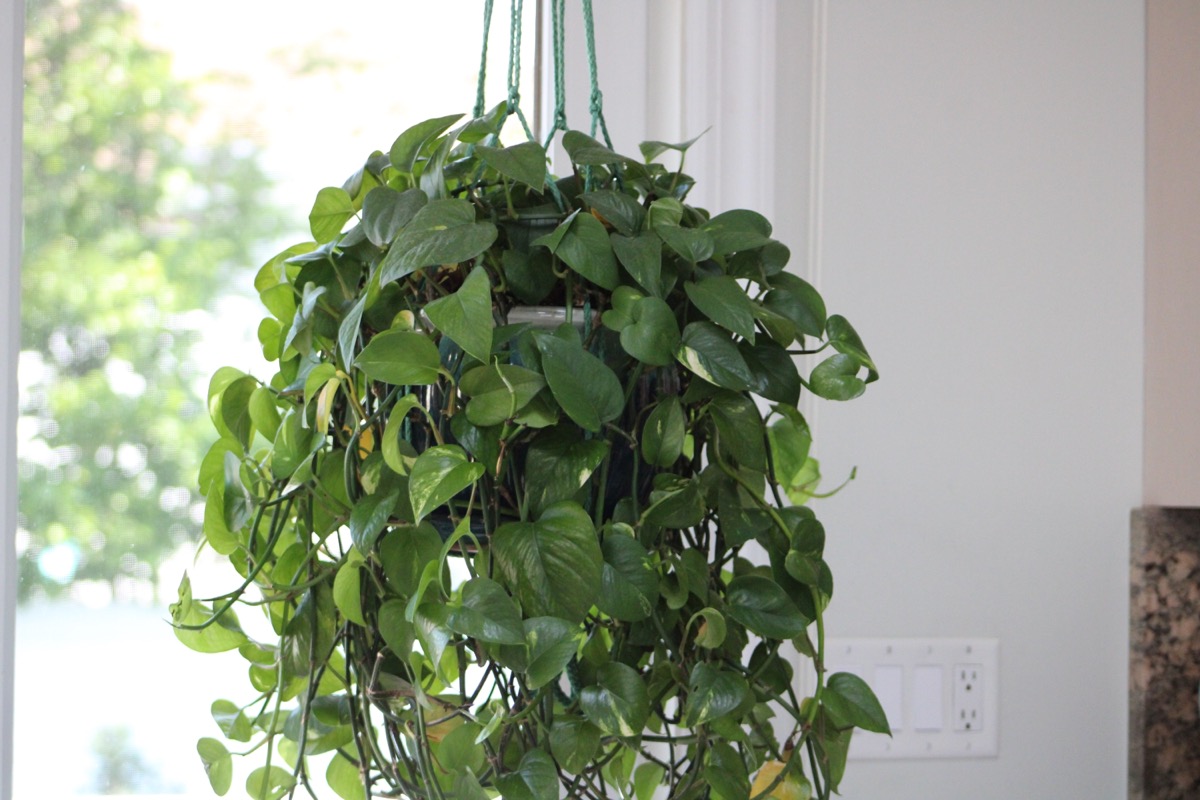 A large houseplant that is suspended with a green rope attached to the ceiling. The Golden Pothos plant is a vine that is flourishing. It's hanging low and a natural decoration in this suburban home.