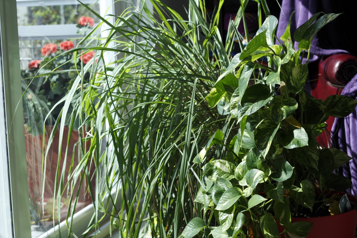 Lemongrass and philodendron plants on the floor inside a living room by the sliding glass. Philodendron and lemongrass houseplants in a sunny home window.
