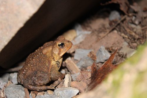 Little Brown Frog on Rocks
