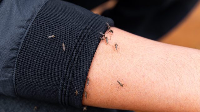 Mosquitoes on Person's Arm
