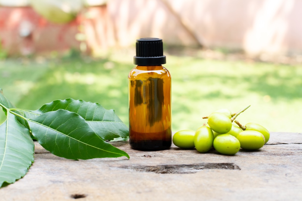 Dầu neem trong chai thủy tinh với trái neem và lá xanh trên nền gỗ và mờ trong ngày nắng.