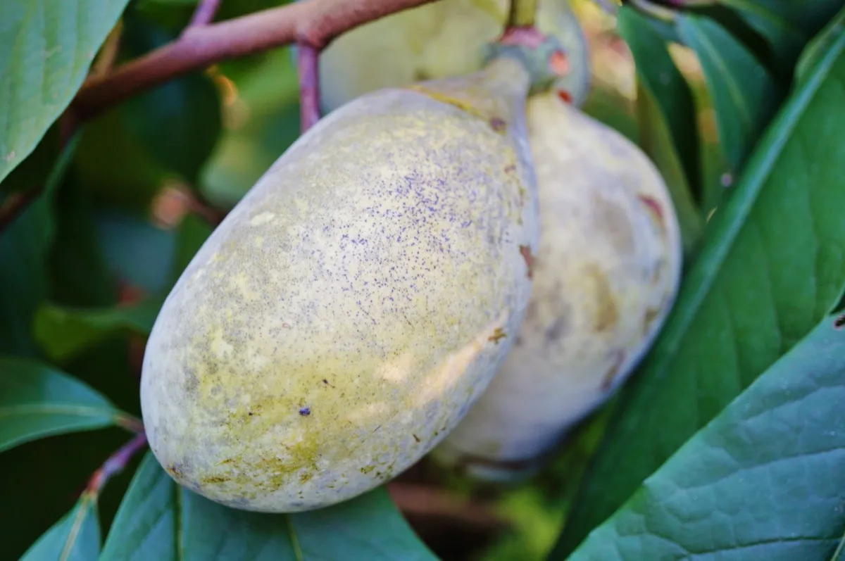 Fruit of the common pawpaw (asimina triloba) growing on a tree
