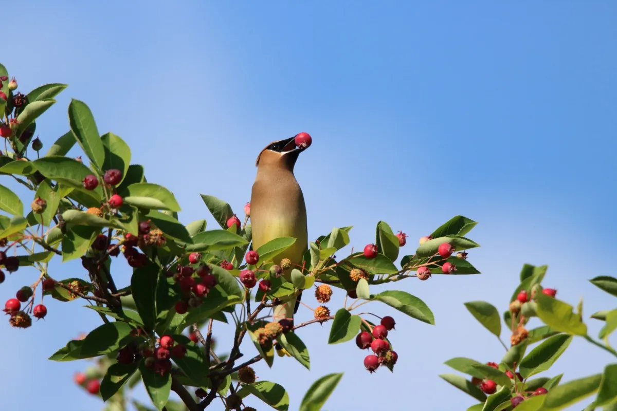 Cedar waxwing bird in serviceberry tree eating serviceberries with blue clear sky in the background on a warm spring day.