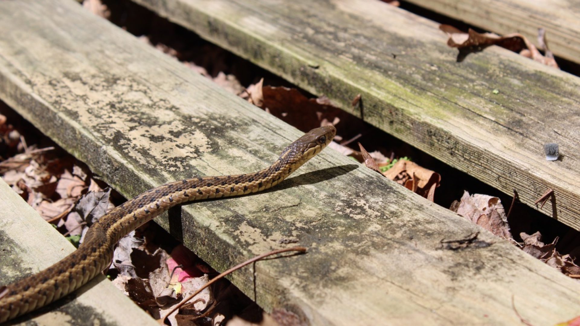 4 Scents That Attract Snakes to Your Yard, Experts Say — Best Life