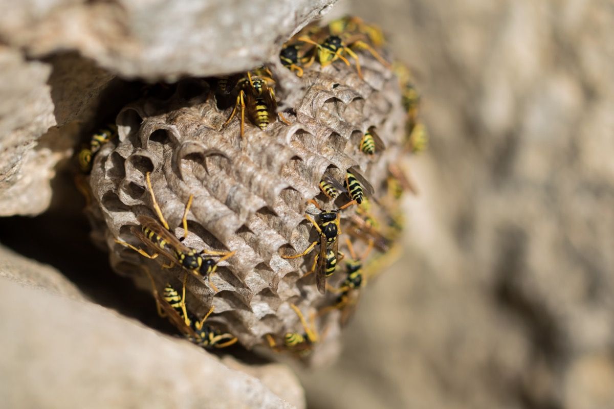 How to Keep Wasps Out of Your Yard 5 Easy Ways — Best Life