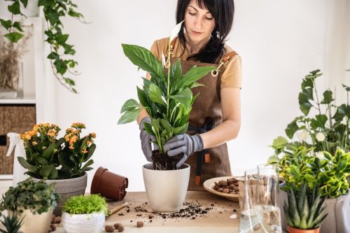 Woman Holding Peace Lily