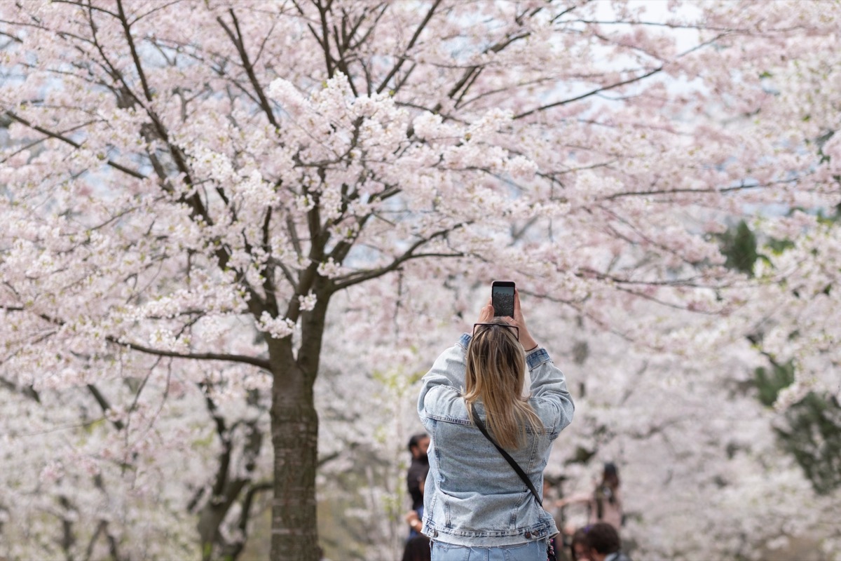 Người phụ nữ trẻ tóc vàng chụp ảnh cành anh đào với những bông hoa màu trắng và hồng đang nở rộ.  Lấy nét chọn lọc, nền mờ, độ sâu trường ảnh nông.  Không gian cho bản sao.  Công viên cao, Toronto.