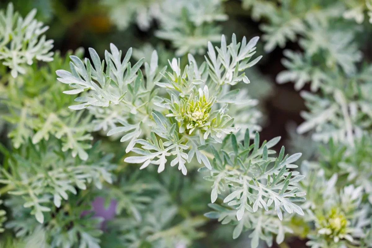 Nền lá ngải xanh bạc.  Artemisia absinthium ( absinthe, absinthium, ngải cứu absinthe ) trồng trong vườn thảo mộc, cận cảnh, nhìn từ trên xuống