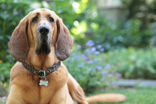 Close up of an American Bloodhound dog in a backyard