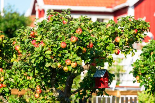 Apple tree with a red house in the background