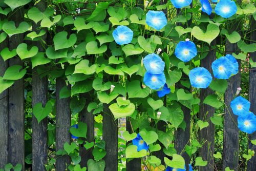 Fence with beautiful blue morning glories.
