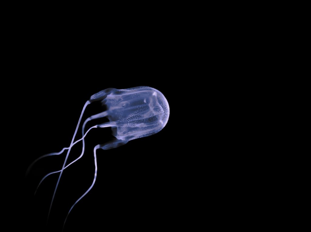A box jellyfish floating in dark water