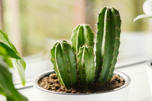 Cactus in a white pot on a windowsill