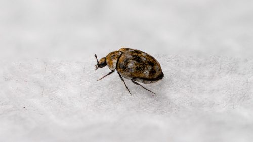 A macro shot of a carpet beetle isolated on a white background