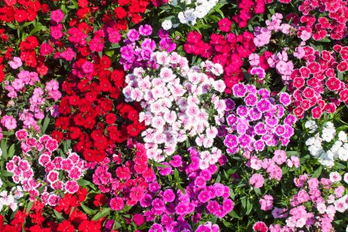 Red, pink, and purple Dianthus flowers